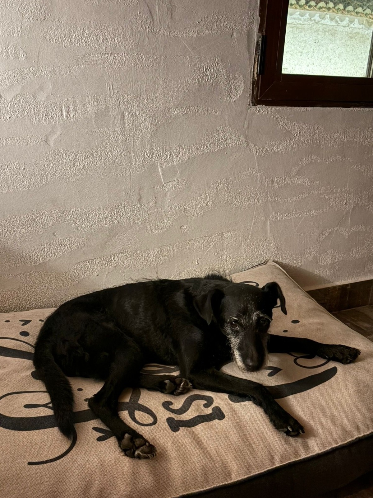 Adoption Bongo