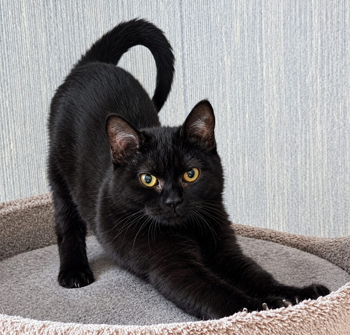 Adoption Goyave