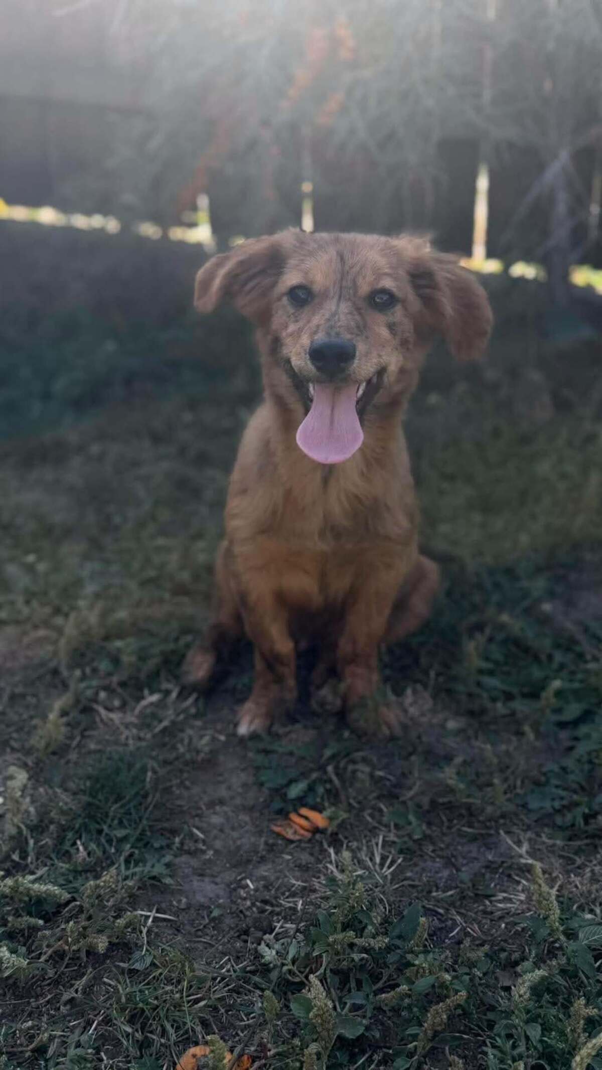 Adoption Ramm