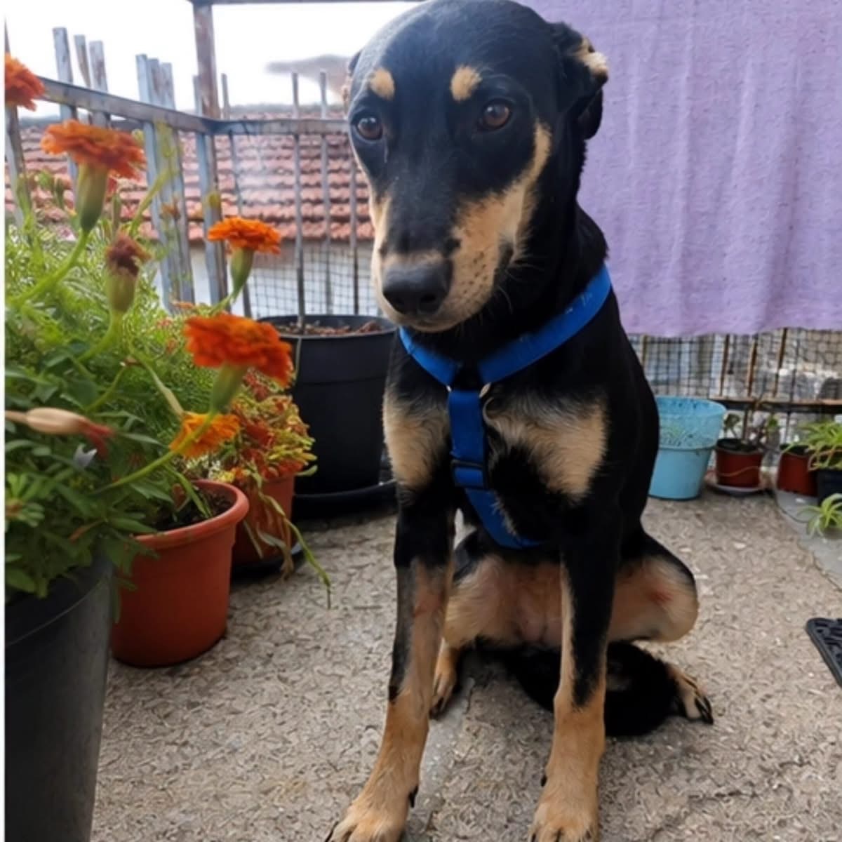 Adoption Beckie