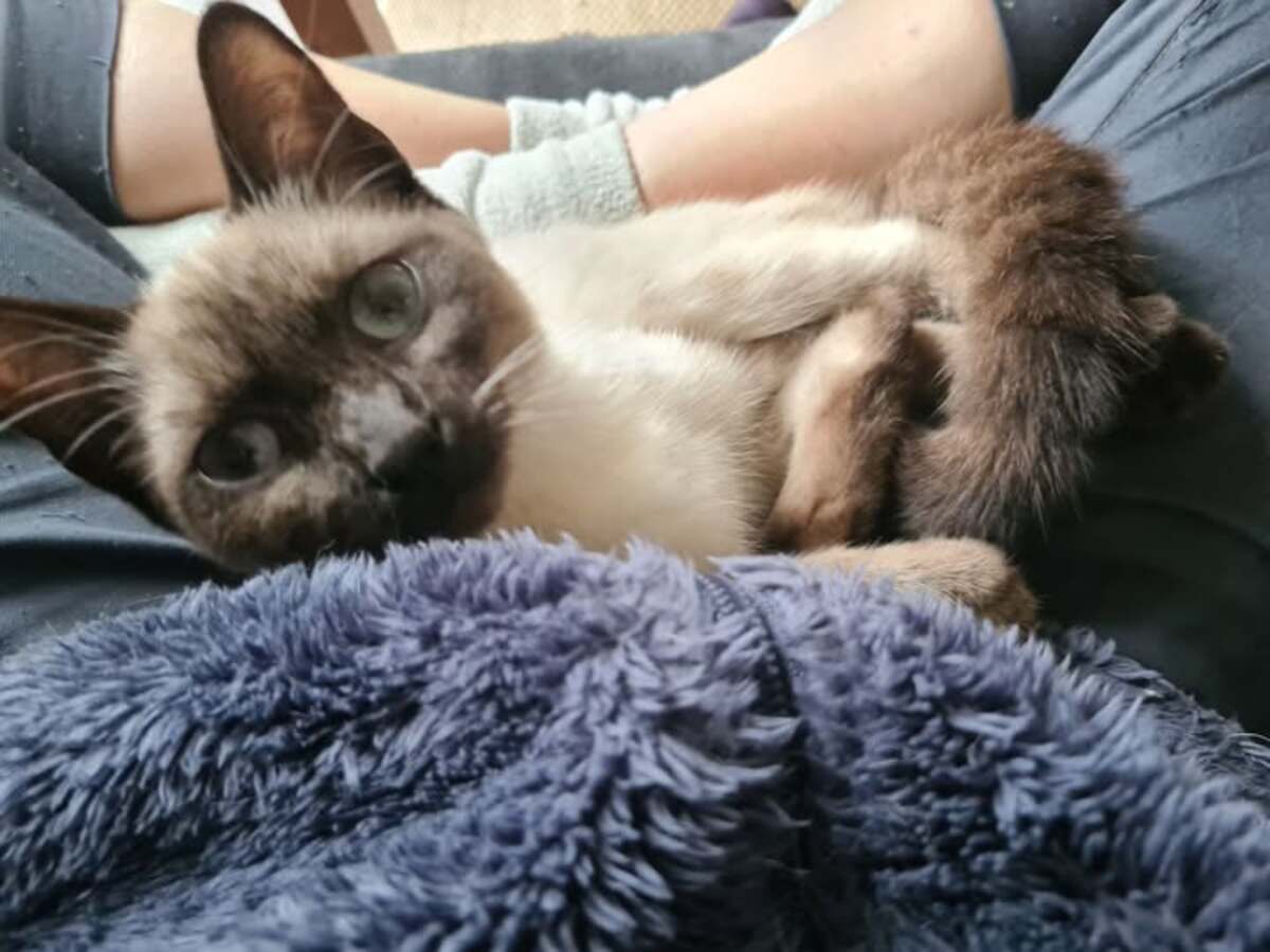 Adoption Balie