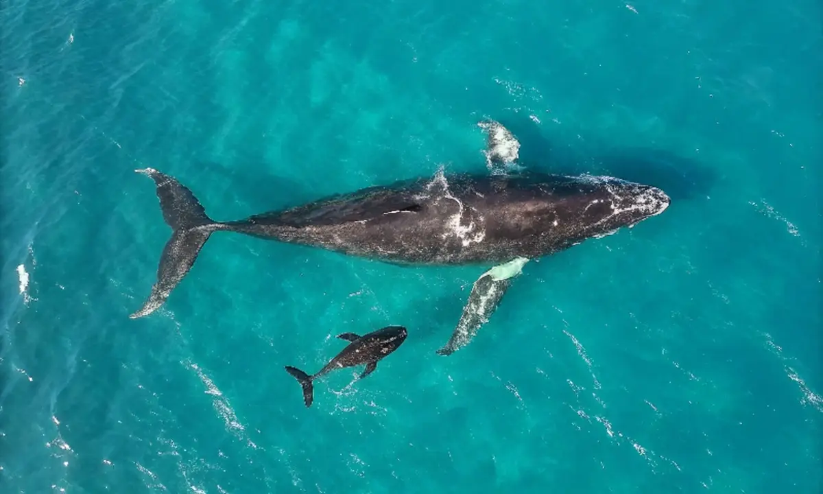 baleines, bébé, nutriments, placenta
