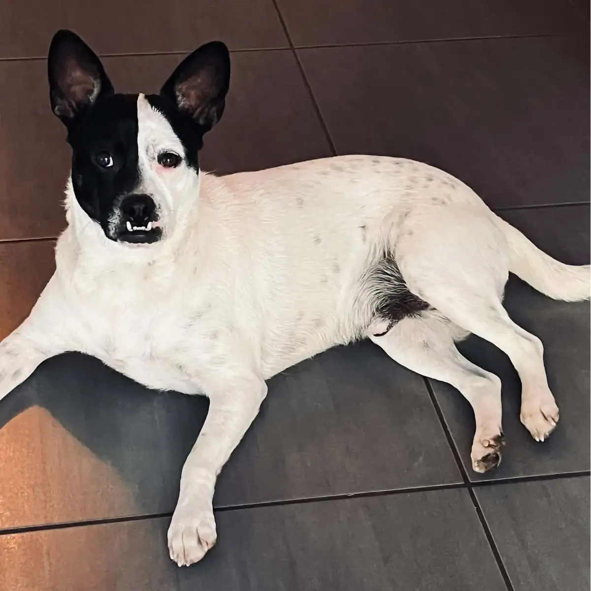Adoption Pumba
