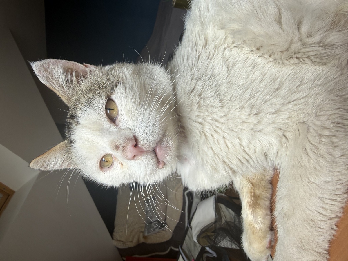 Adoption Marco