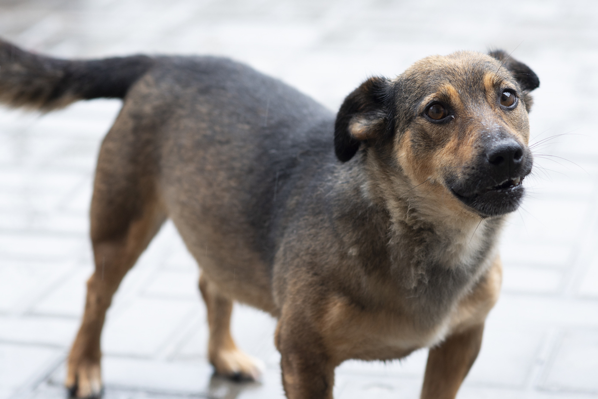 Adoption Topazia