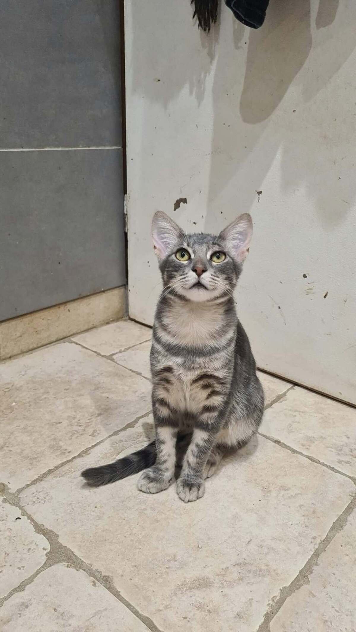 Adoption JULES