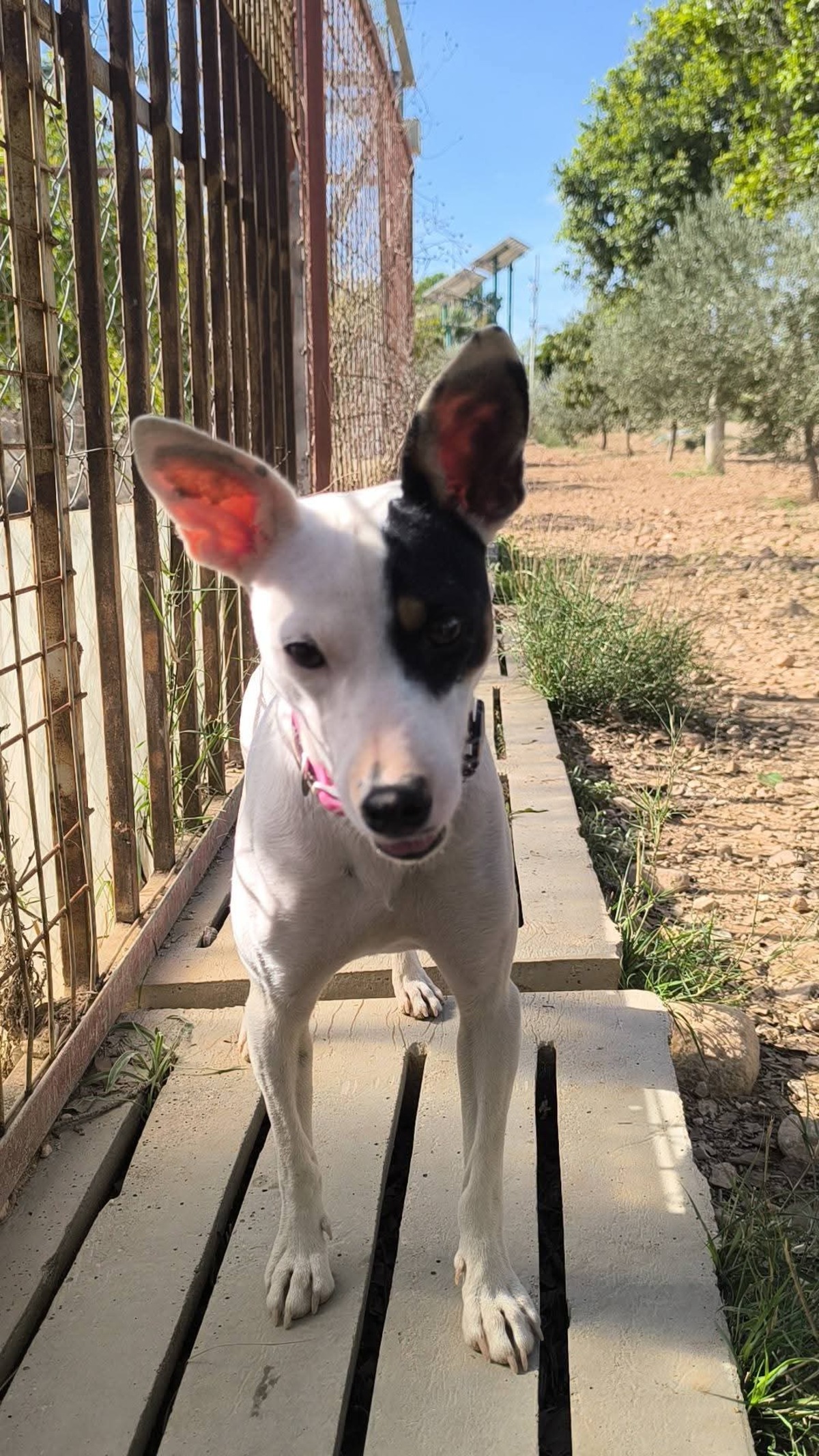 Adoption Paloma