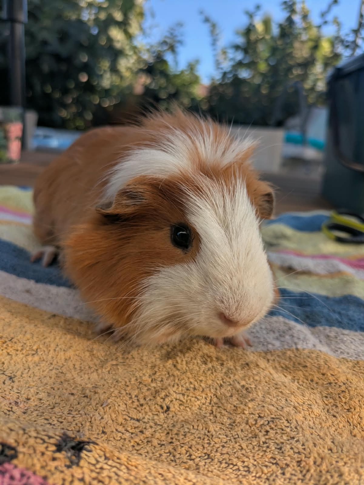 Adoption Quince
