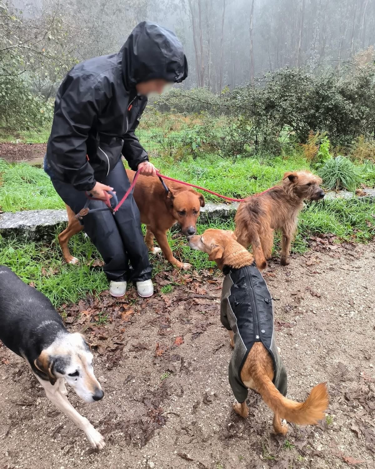 Adoption Mickey