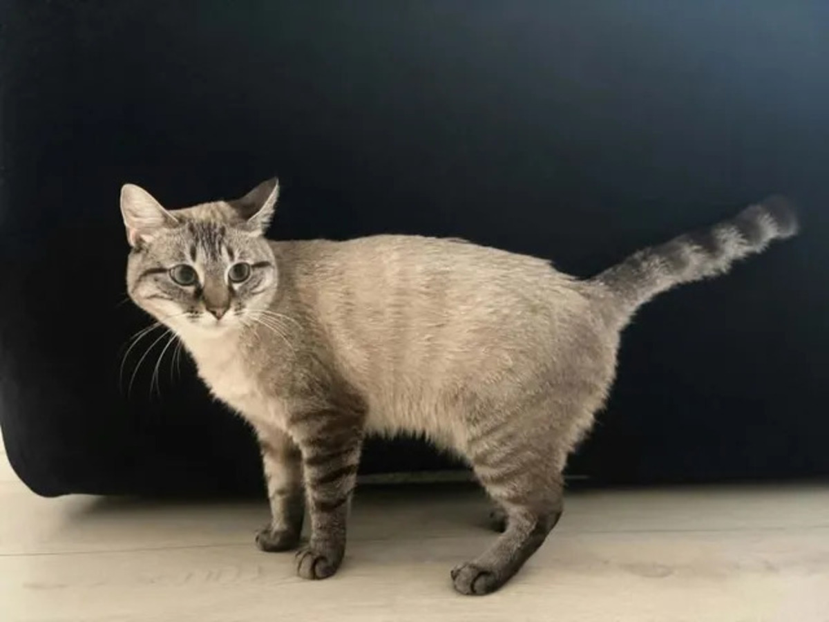 Adoption Bastet