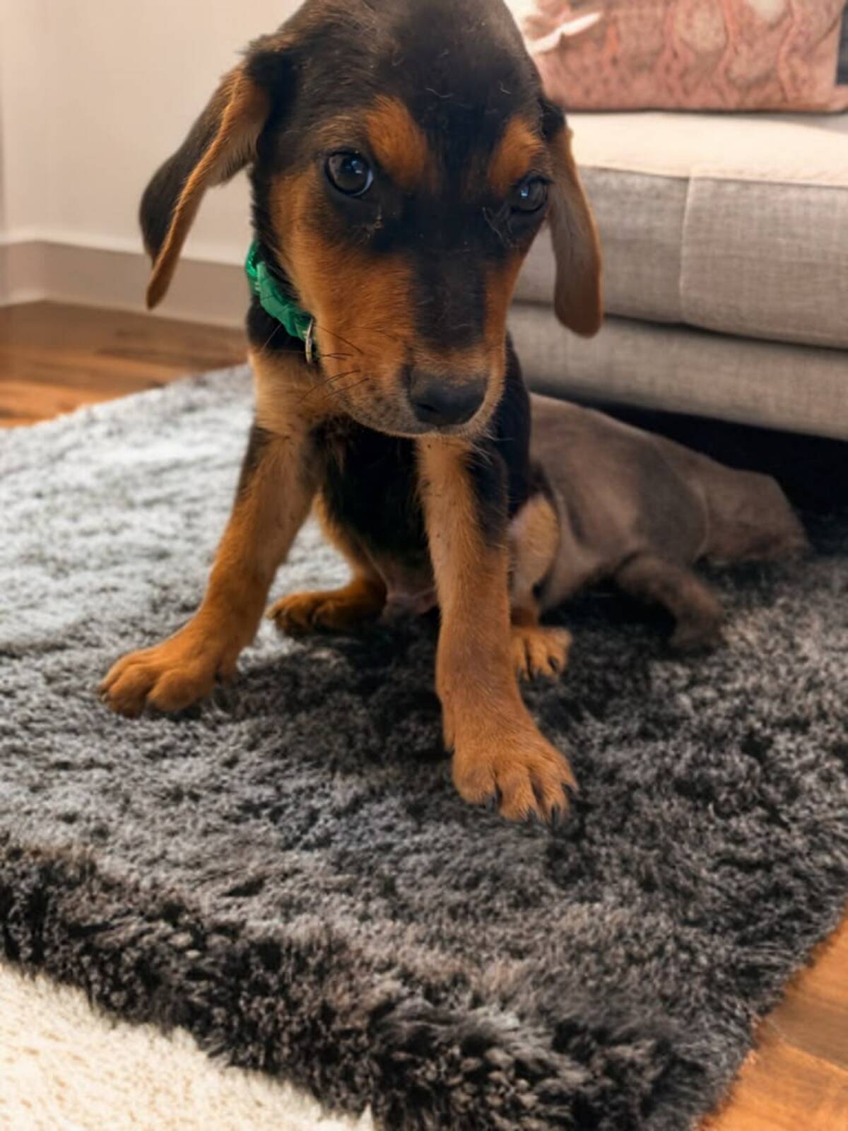 Adoption Tyson