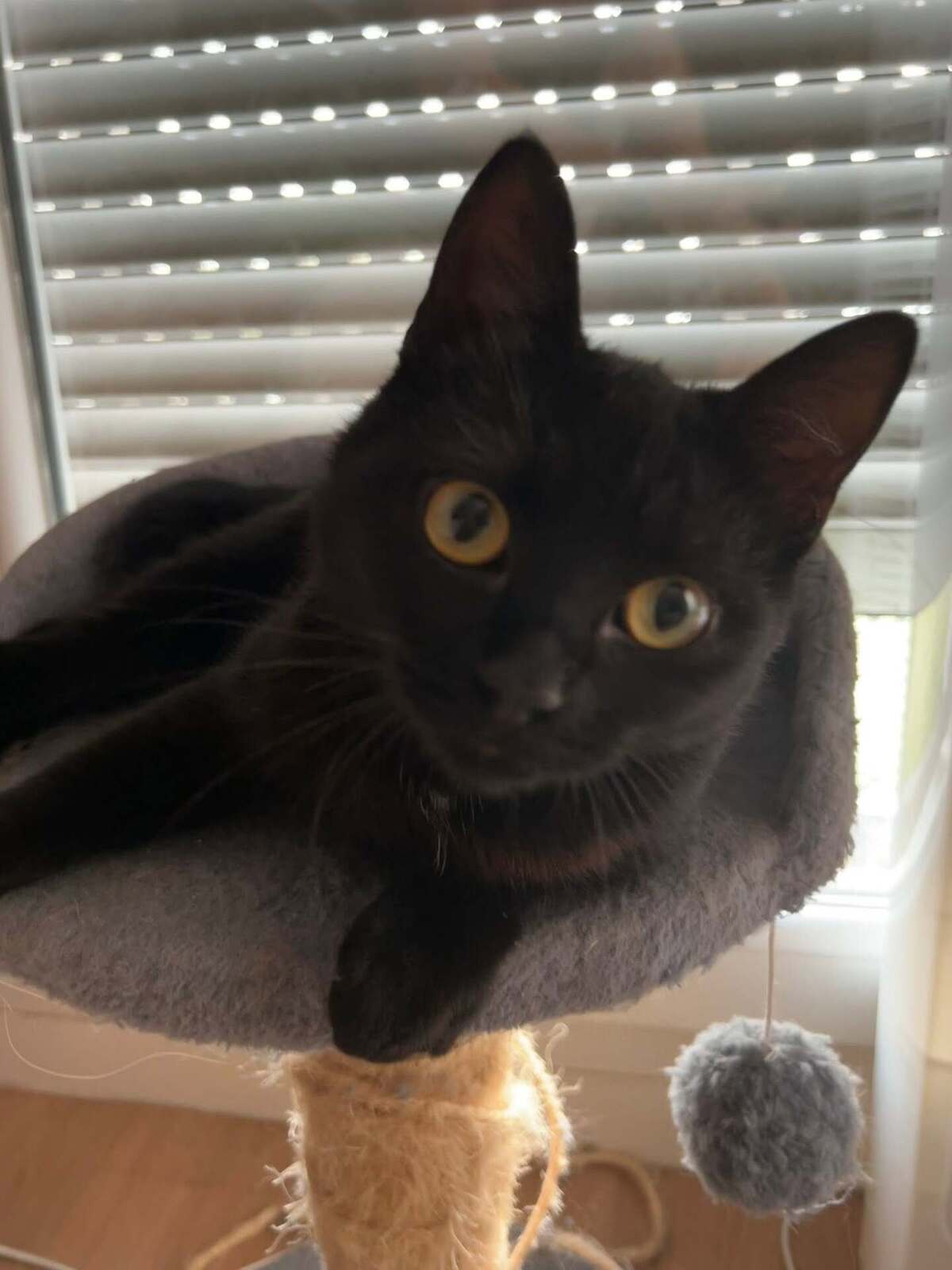 Adoption K-Sounette