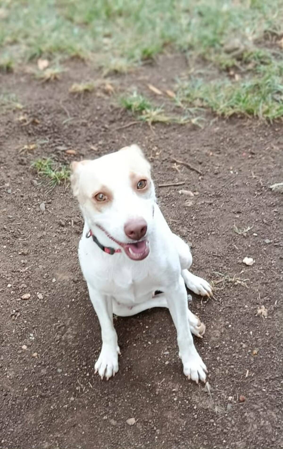 Adoption Dolce