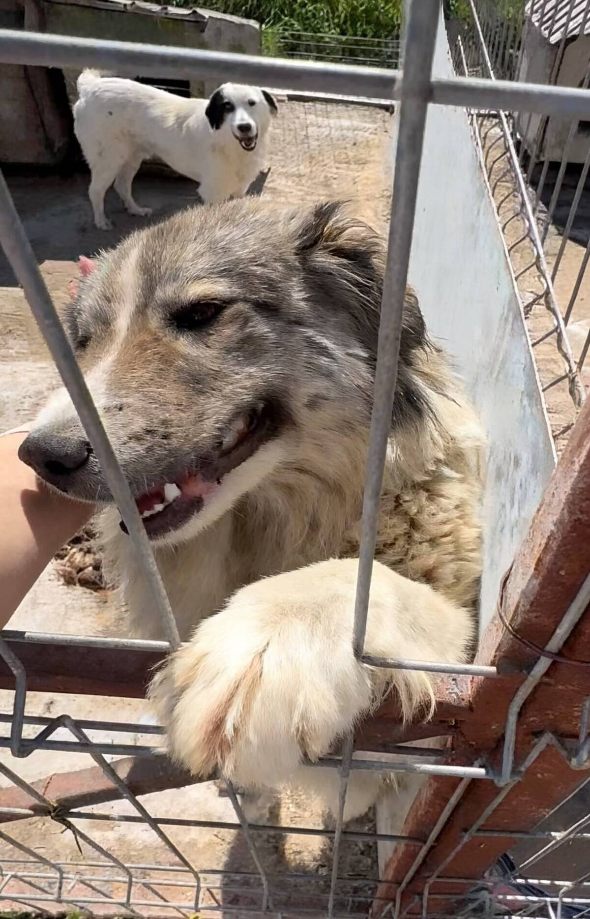 Adoption Saffie