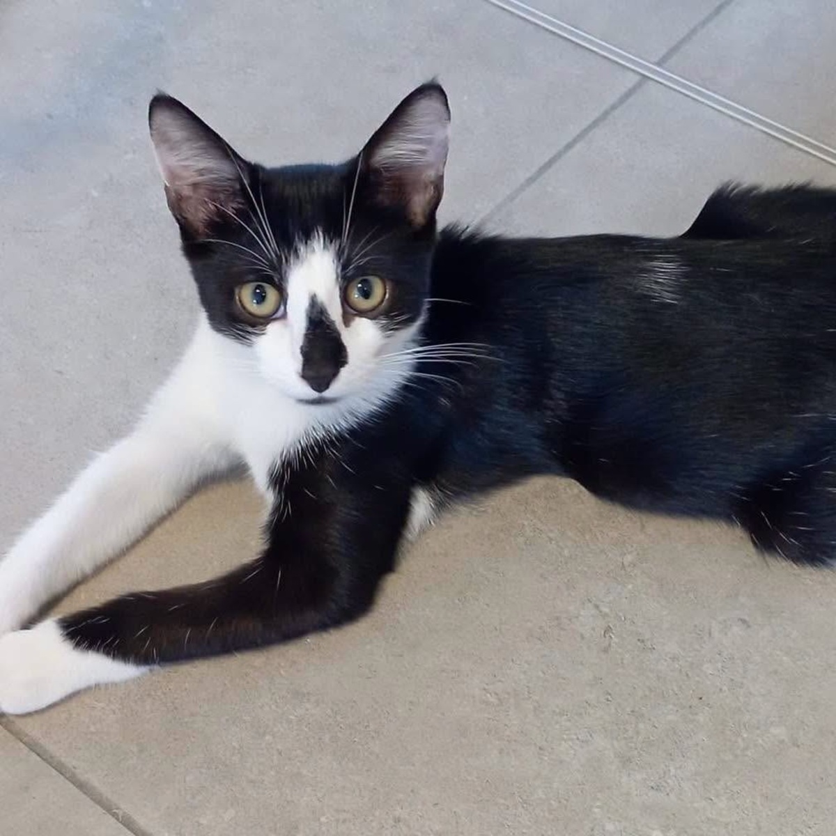 Adoption ZOOK