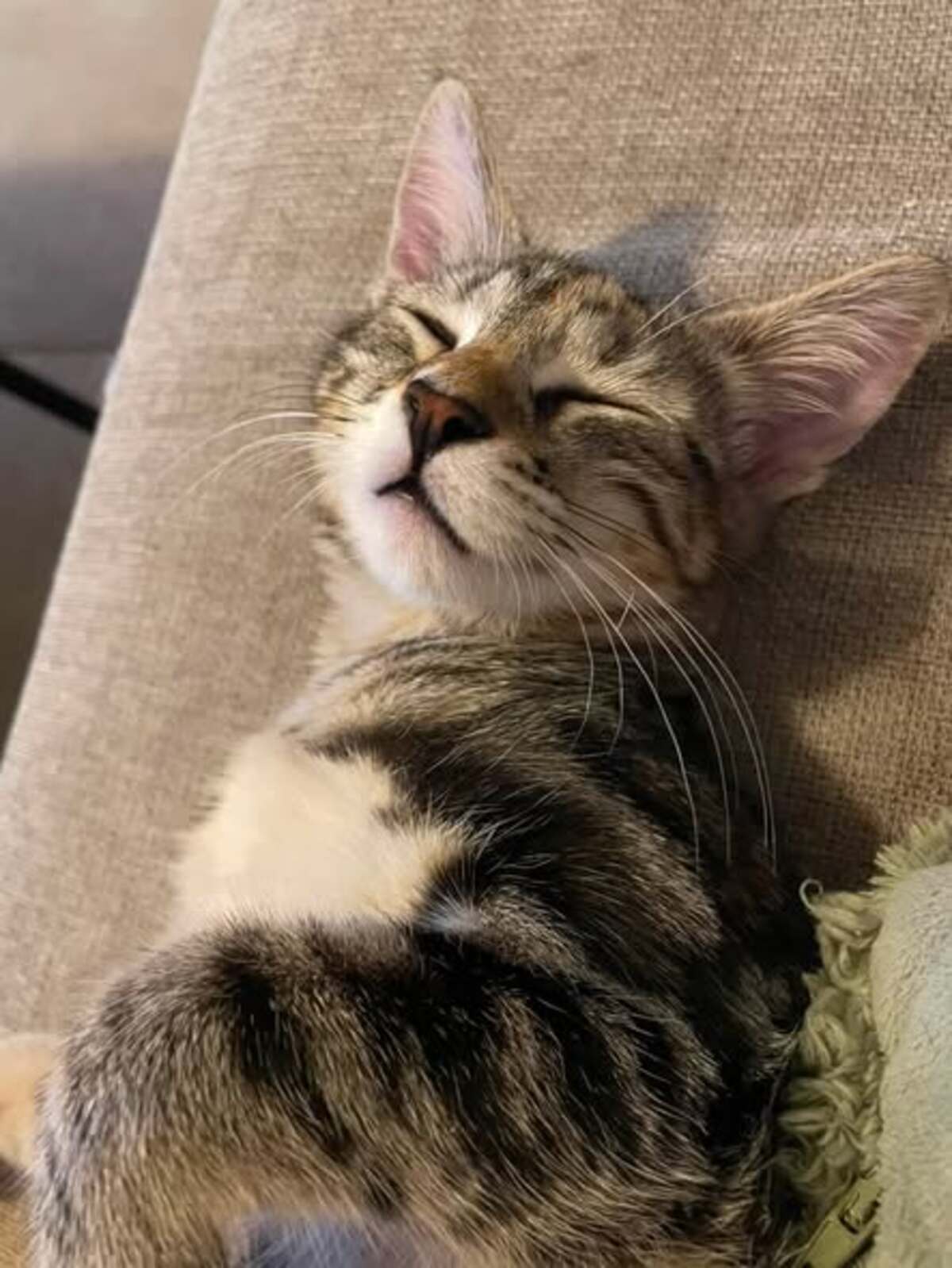 Adoption Perle