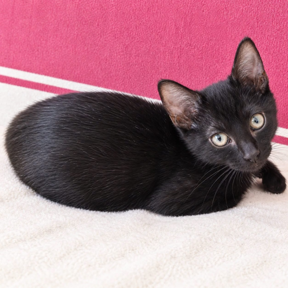 Adoption Loulou