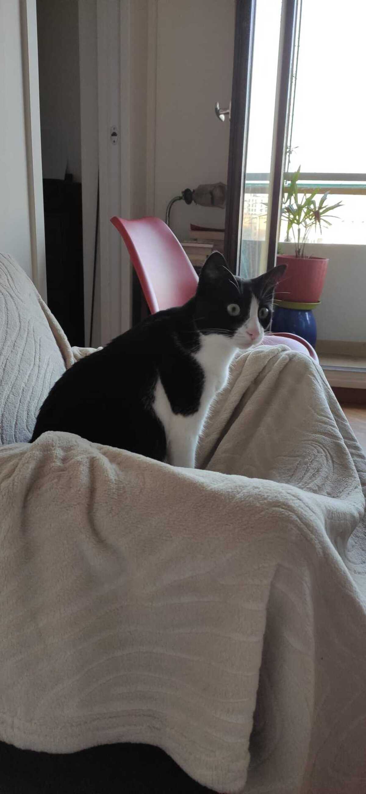 Adoption Minouchka 