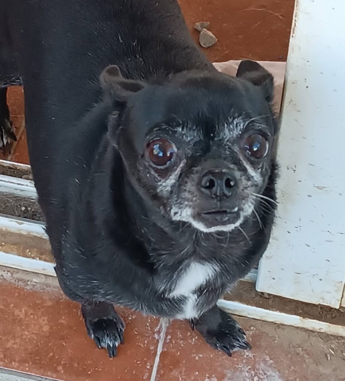 Adoption Valeria