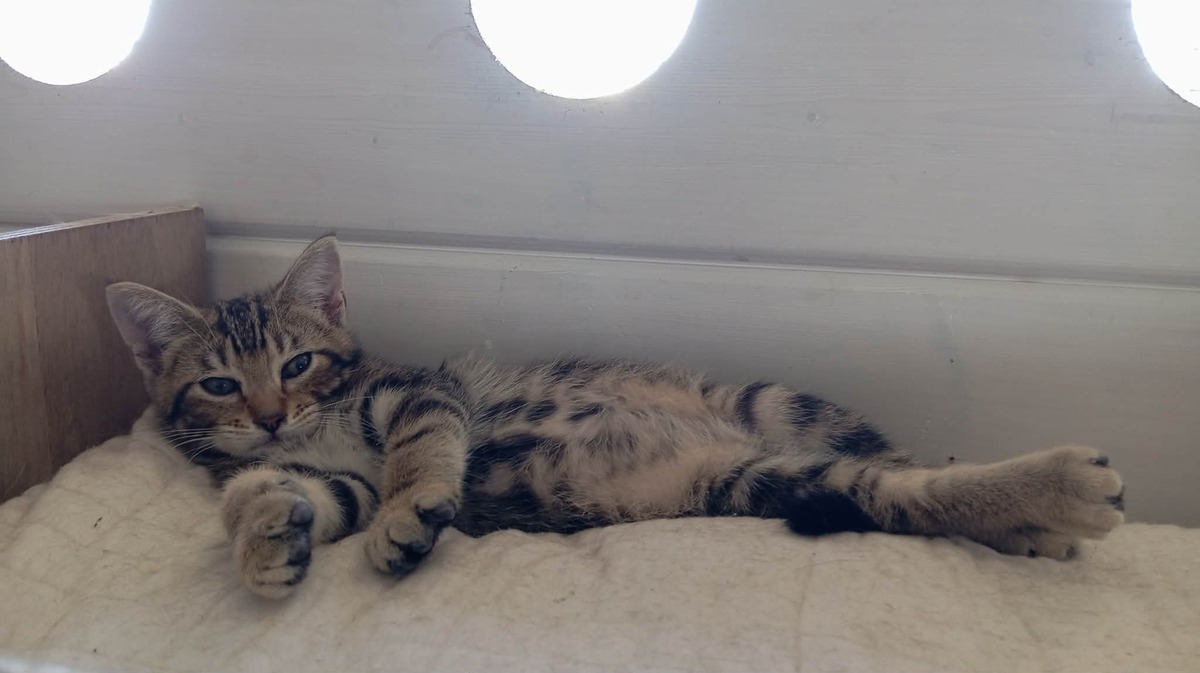 Adoption SMOOTHIE