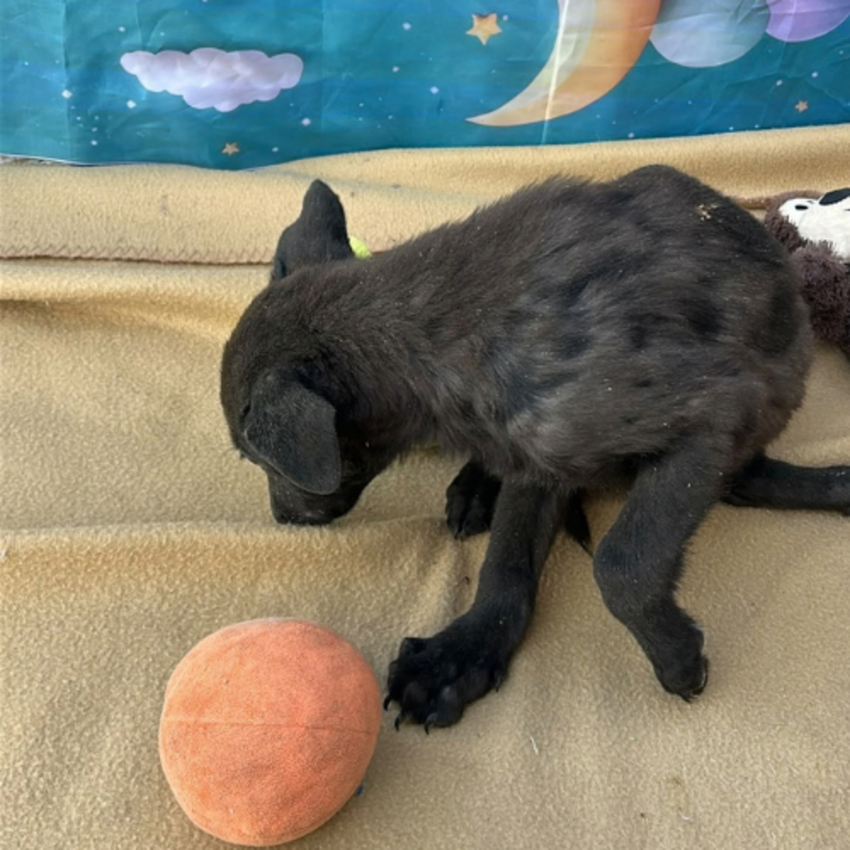 Adoption Lilo