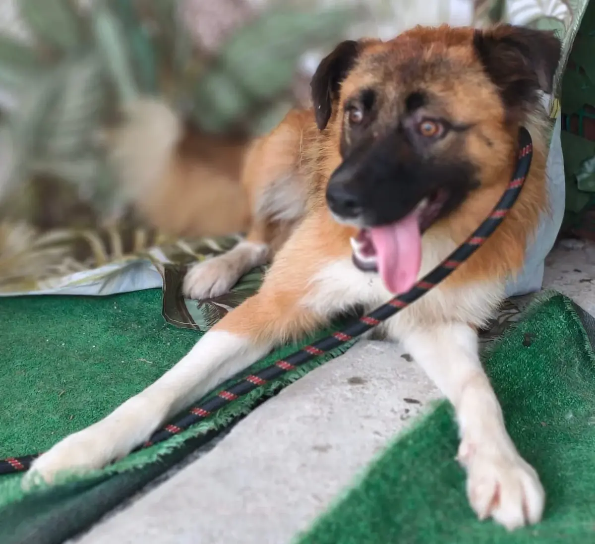Adoption Benny