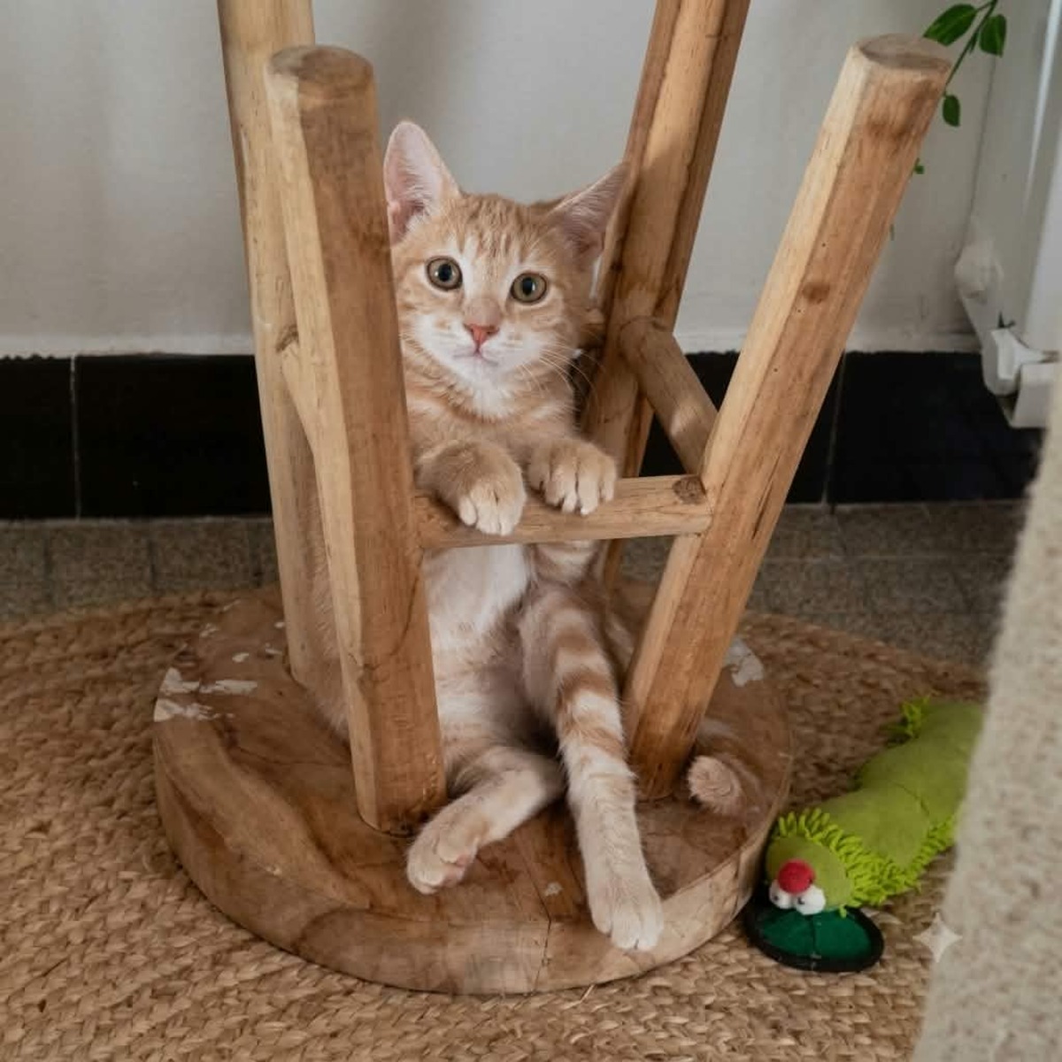 Adoption Fantome