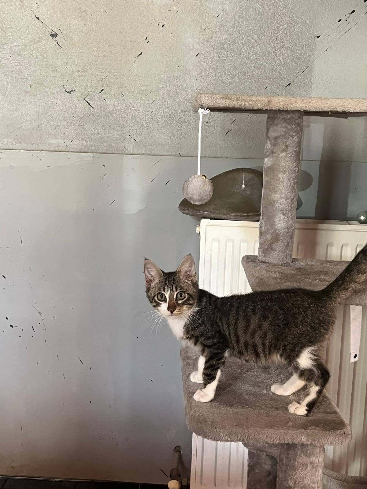 Adoption Bordeaux 