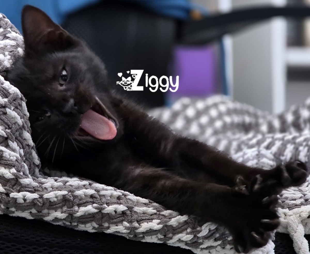 Adoption Ziggy