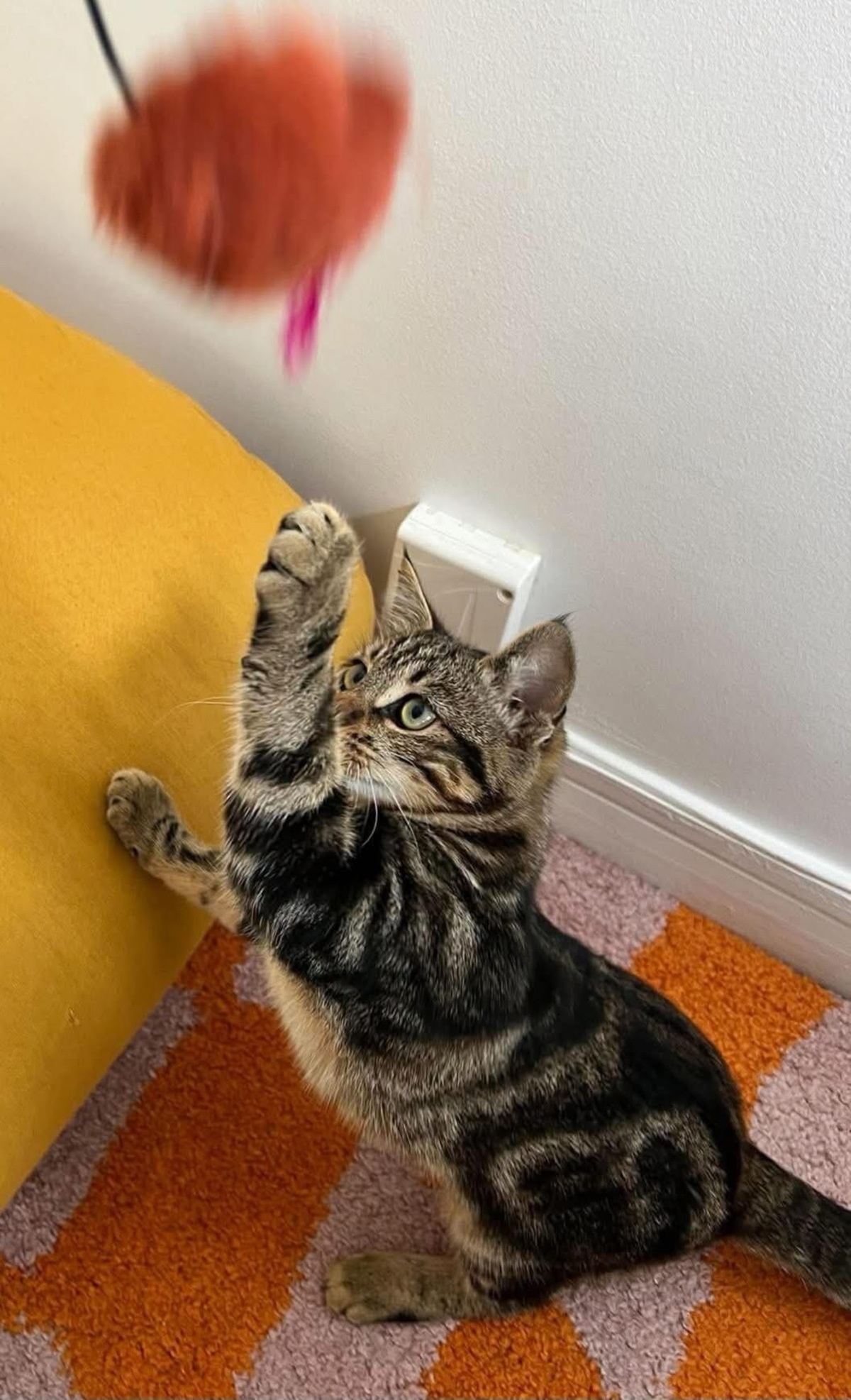 Adoption Valencia 