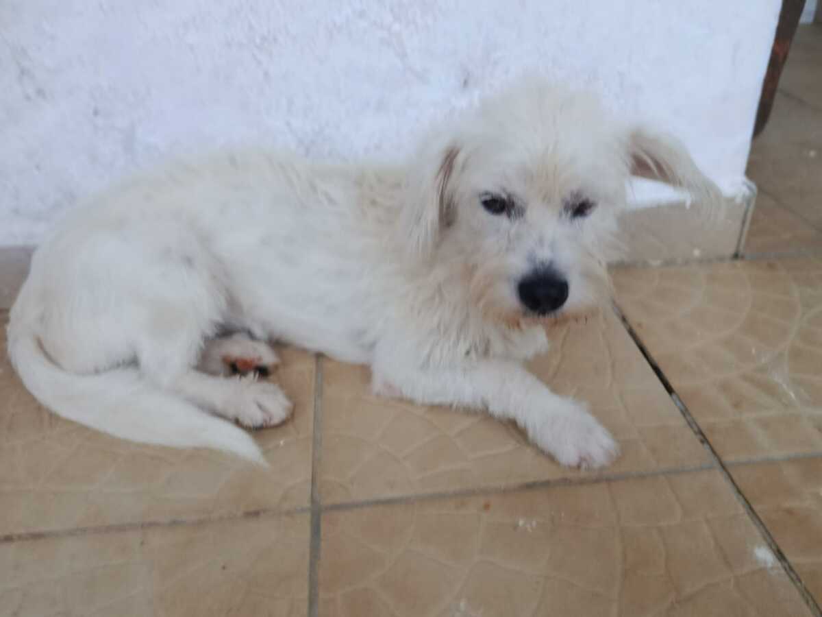 Adoption Prunelle