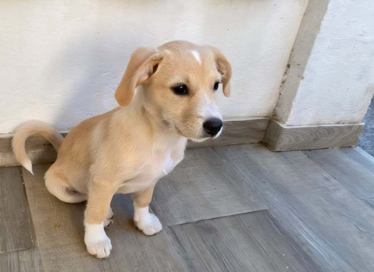 Adoption Bloom