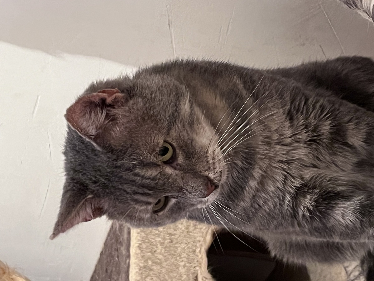 Adoption Virgule 