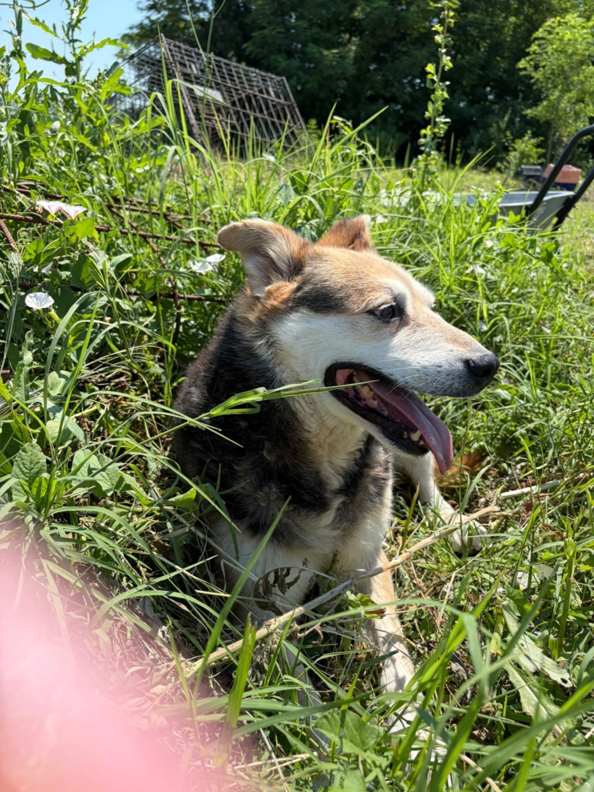 Adoption Tommy