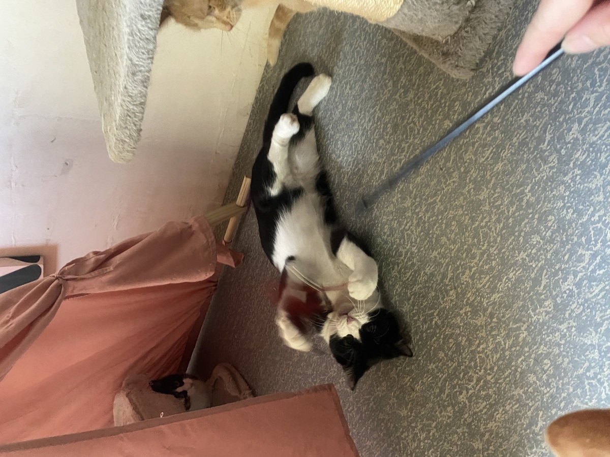 Adoption Maurice