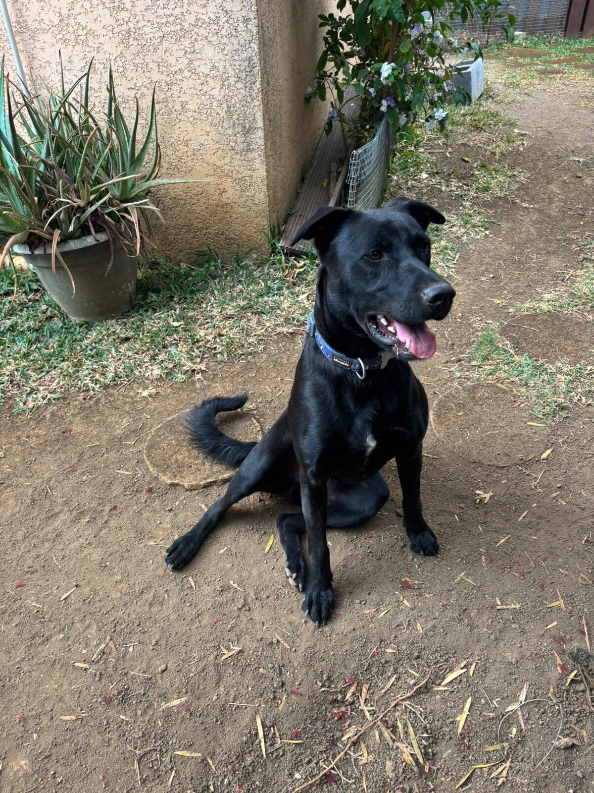 Adoption Wizzy 