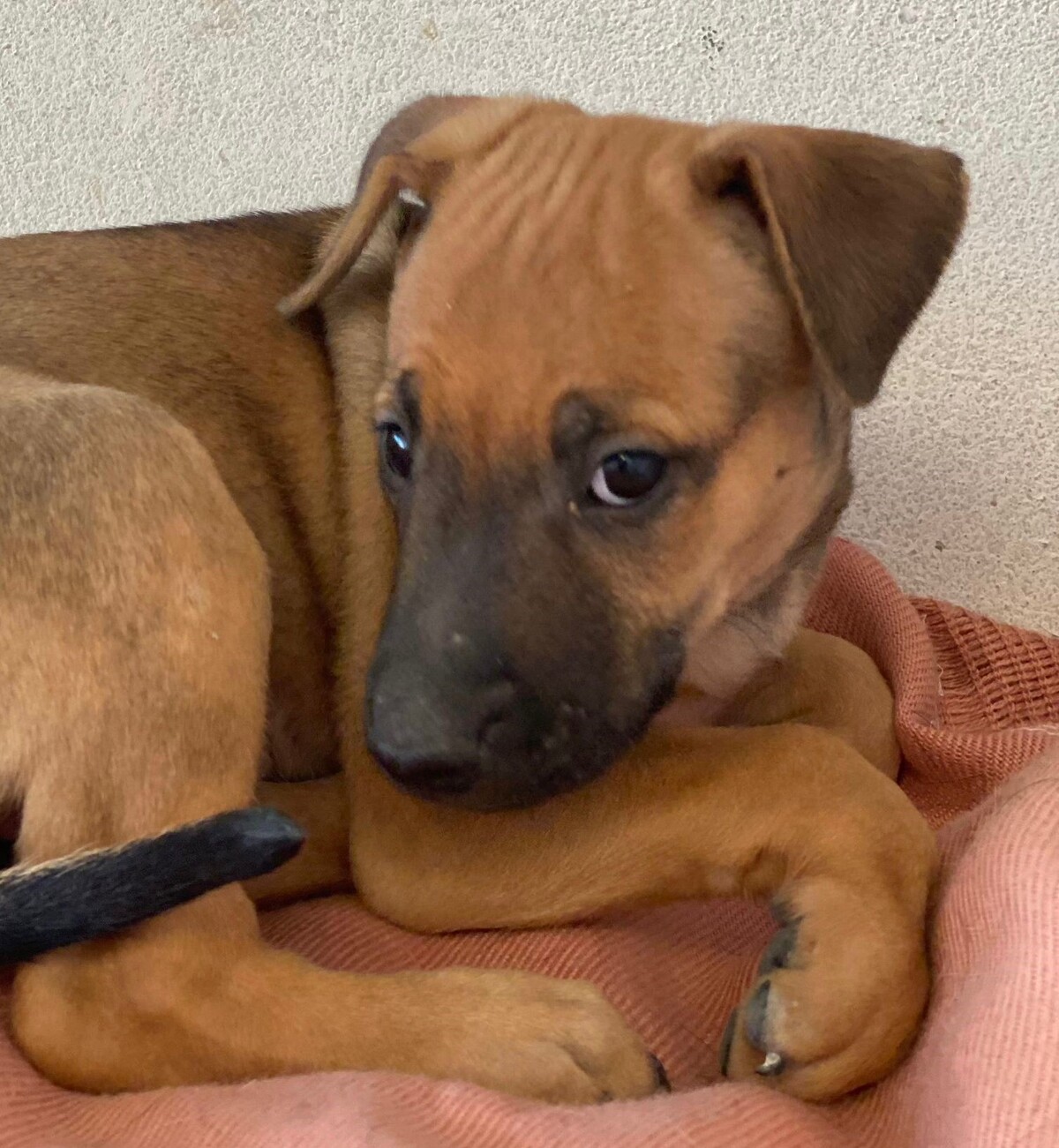 Adoption Libia
