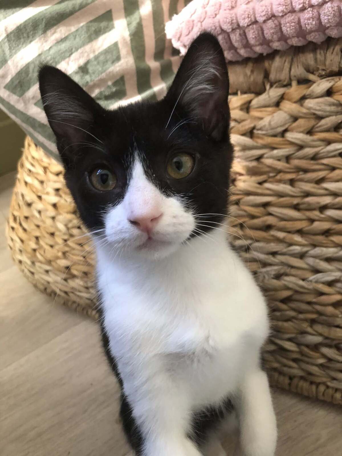 Adoption Rubin