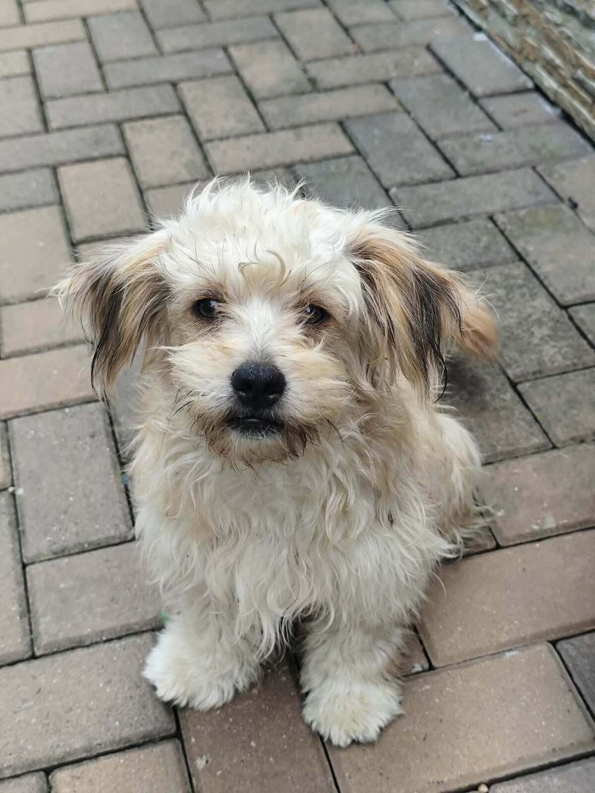 Adoption Locky