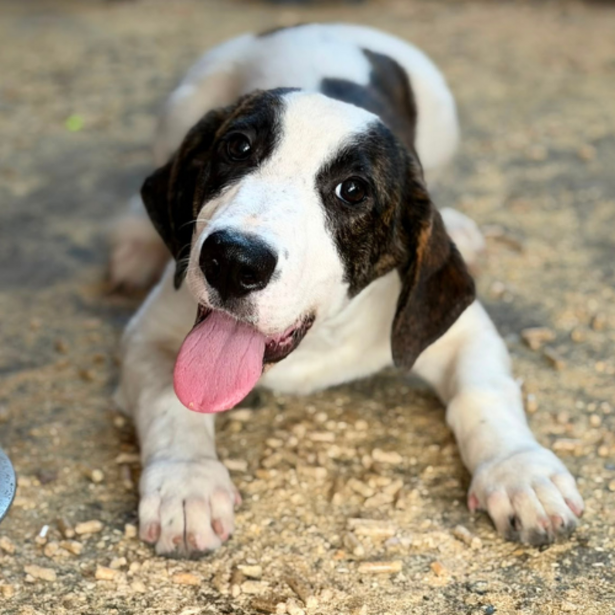 Adoption ELIOS