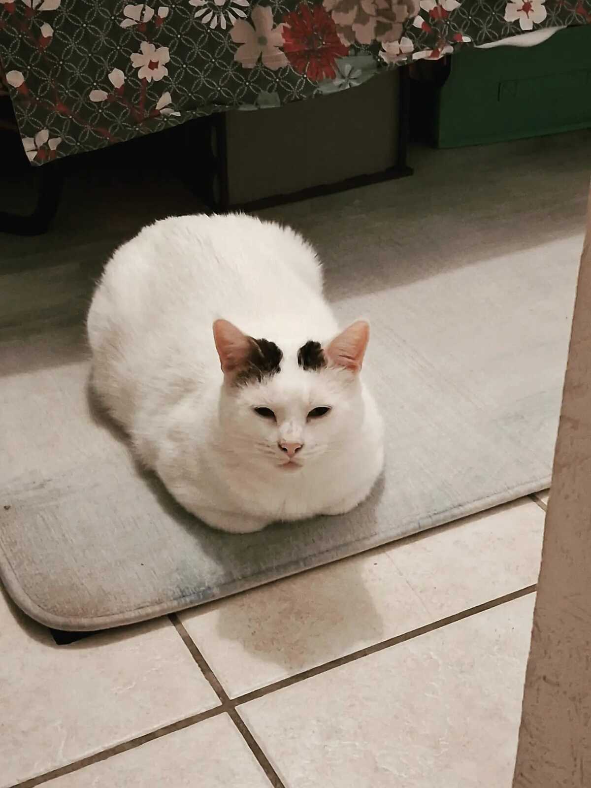 Adoption Mimi