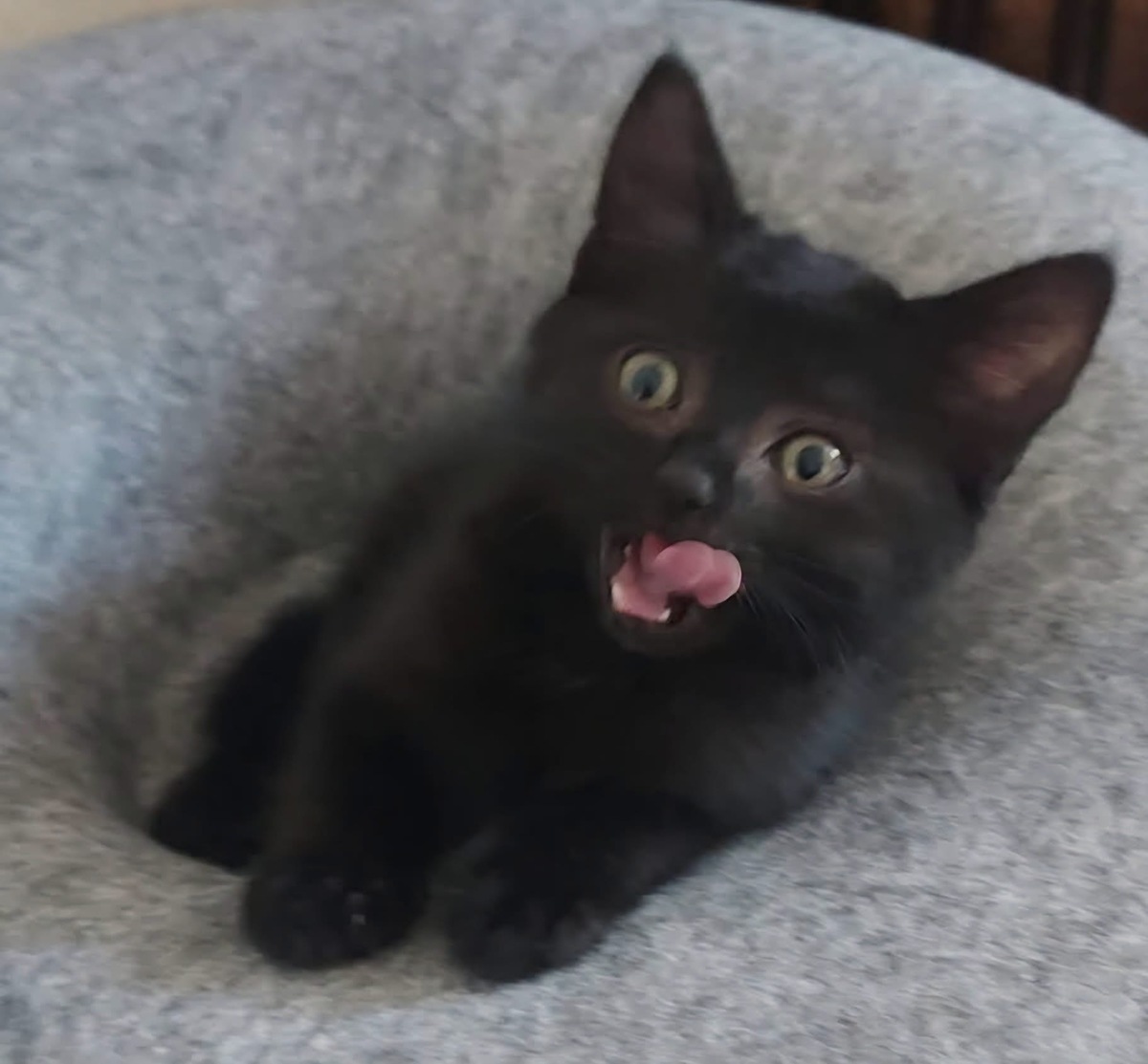 Adoption Bleiz 