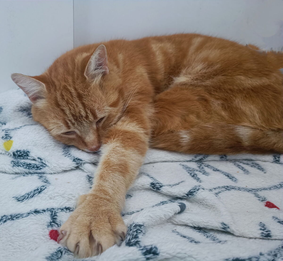 Adoption Phenix