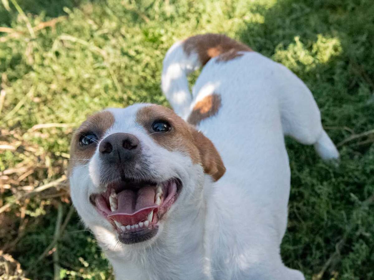 Adoption Lima
