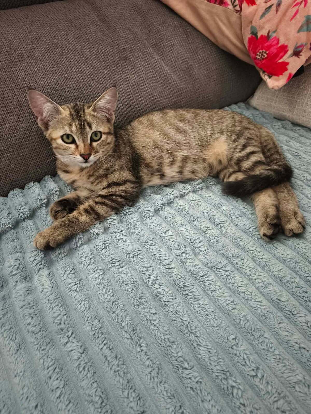 Adoption Baila