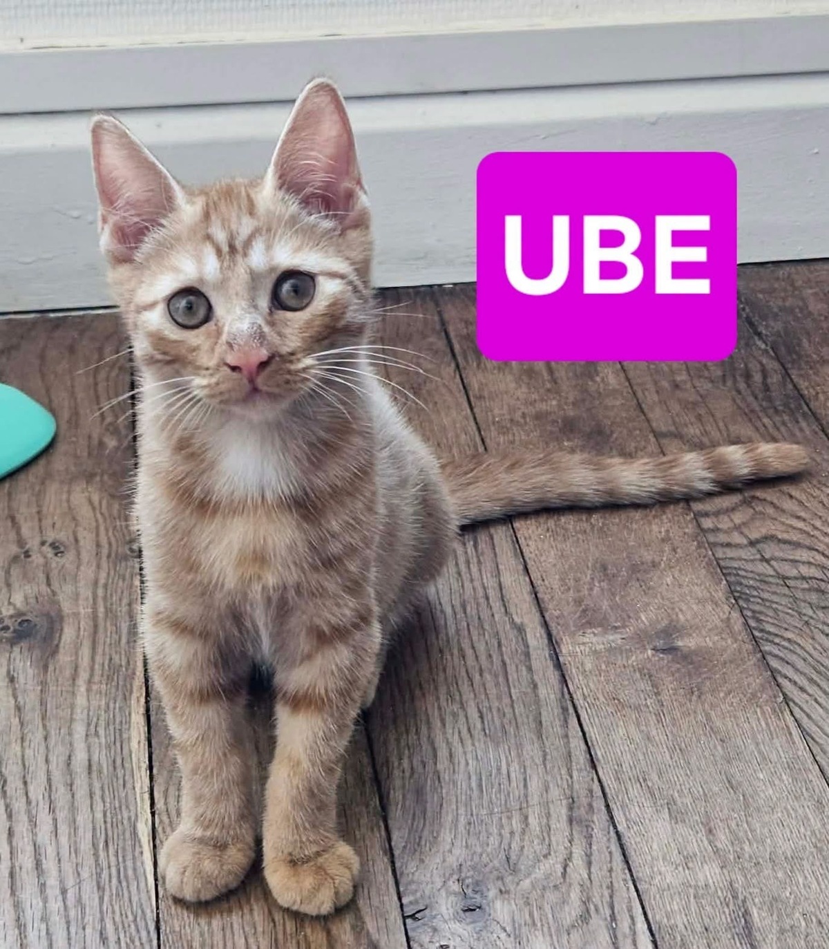 Adoption UBE