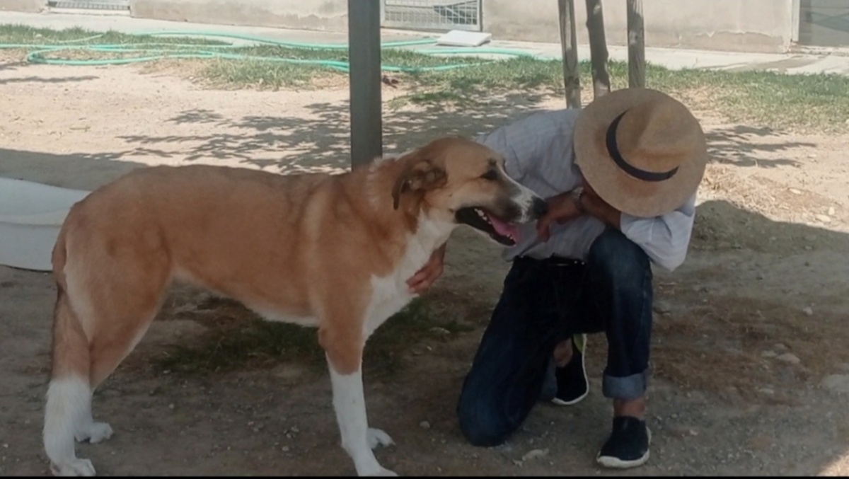 Adoption Capi