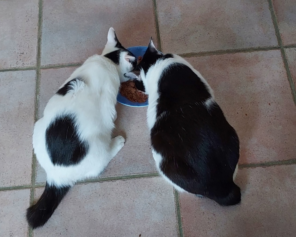 Adoption Ory et Gamy