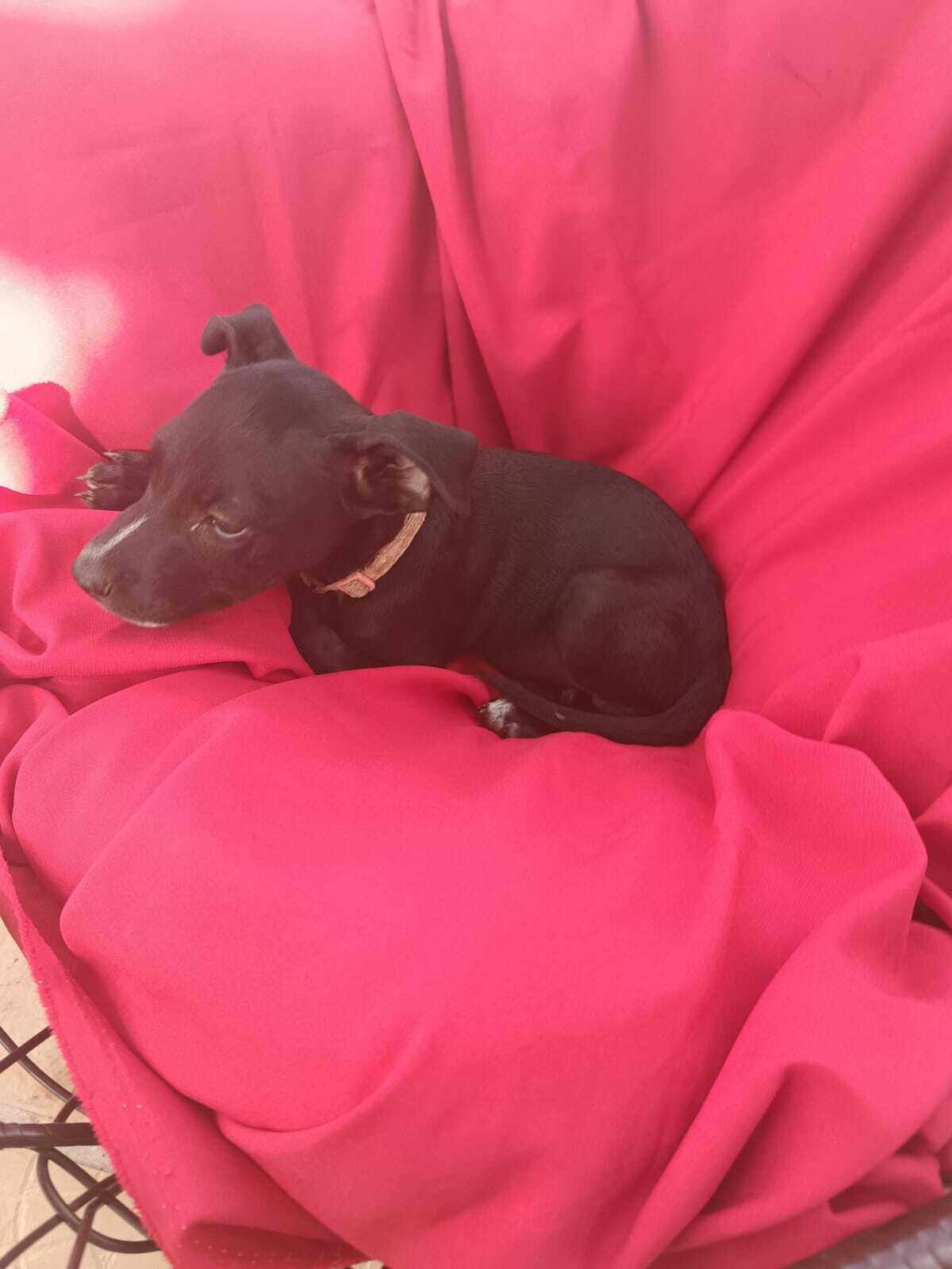 Adoption Nyx