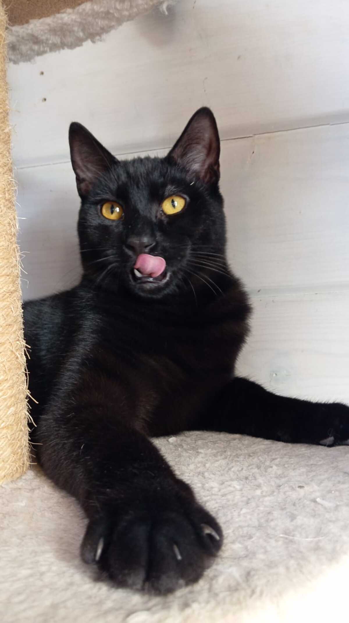 Adoption MILKSHAKE